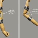 High-Energy Shape Memory Polymer Could Help Robots Flex Their Muscles